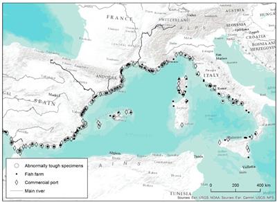 The Strange Case of Tough White Seabream (Diplodus sargus, Teleostei: Sparidae): A First Approach to the Extent of the Phenomenon in the Mediterranean